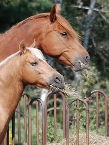 Preview wallpaper horse, steam, food, fence