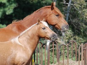 Preview wallpaper horse, steam, food, fence