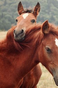 Preview wallpaper horse, steam, grass, nature