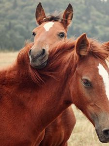 Preview wallpaper horse, steam, grass, nature