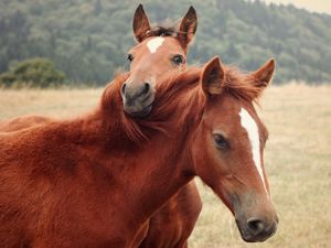 Preview wallpaper horse, steam, grass, nature