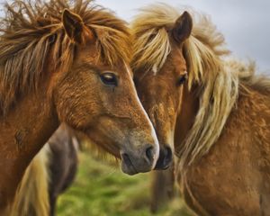 Preview wallpaper horse, steam, mane, muzzle