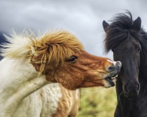 Preview wallpaper horse, steam, mane