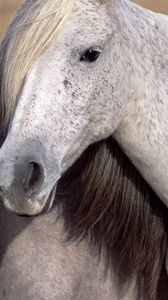 Preview wallpaper horse, steam, mane, muzzle
