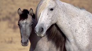 Preview wallpaper horse, steam, mane, muzzle