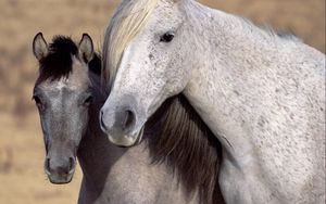 Preview wallpaper horse, steam, mane, muzzle