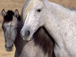 Preview wallpaper horse, steam, mane, muzzle