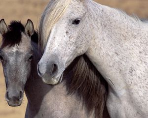 Preview wallpaper horse, steam, mane, muzzle