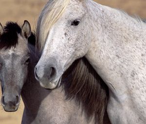 Preview wallpaper horse, steam, mane, muzzle