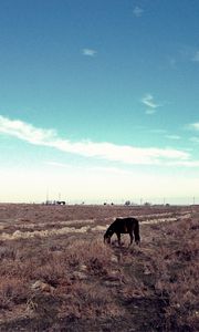 Preview wallpaper horse, steppe, pasture, lonely, bushes, sky, grass, faded