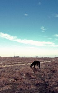 Preview wallpaper horse, steppe, pasture, lonely, bushes, sky, grass, faded