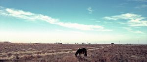 Preview wallpaper horse, steppe, pasture, lonely, bushes, sky, grass, faded