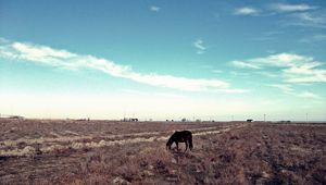 Preview wallpaper horse, steppe, pasture, lonely, bushes, sky, grass, faded