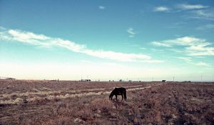 Preview wallpaper horse, steppe, pasture, lonely, bushes, sky, grass, faded