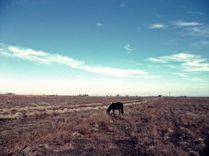 Preview wallpaper horse, steppe, pasture, lonely, bushes, sky, grass, faded