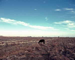 Preview wallpaper horse, steppe, pasture, lonely, bushes, sky, grass, faded