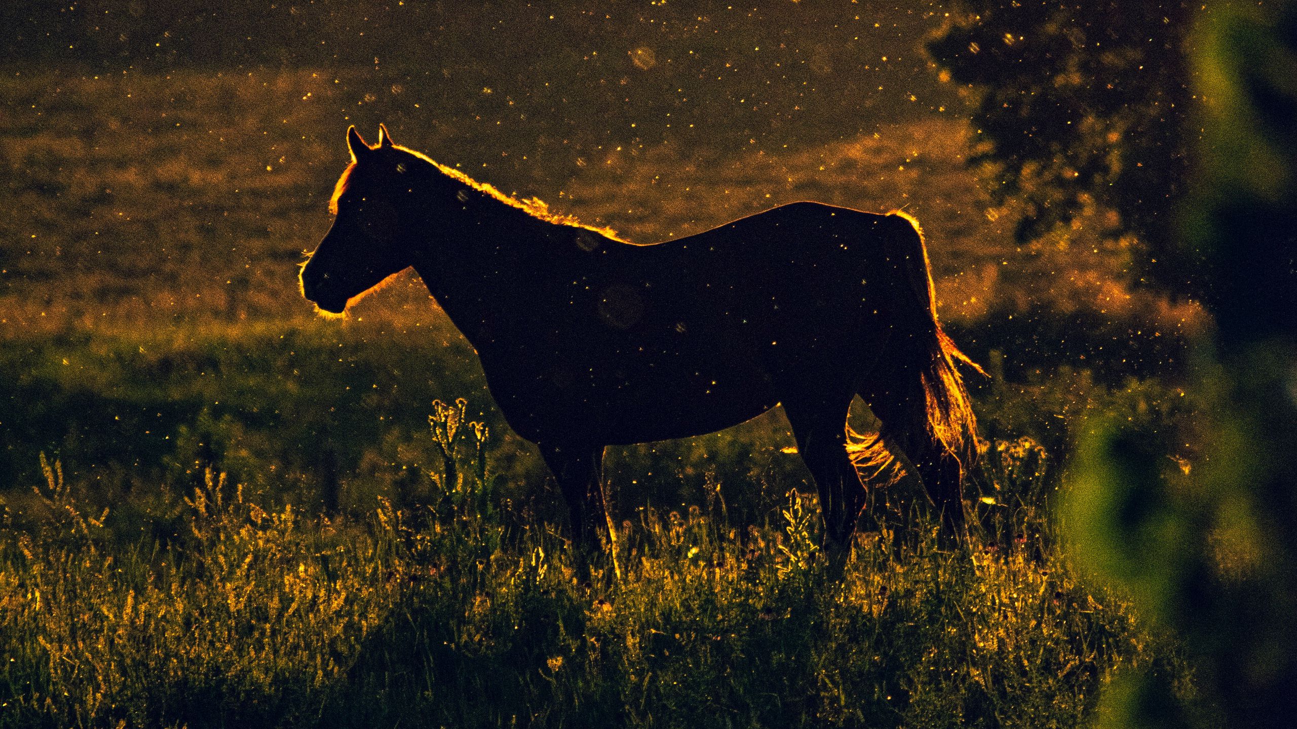 Download wallpaper 2560x1440 horse, sunset, silhouette, dark, meadow