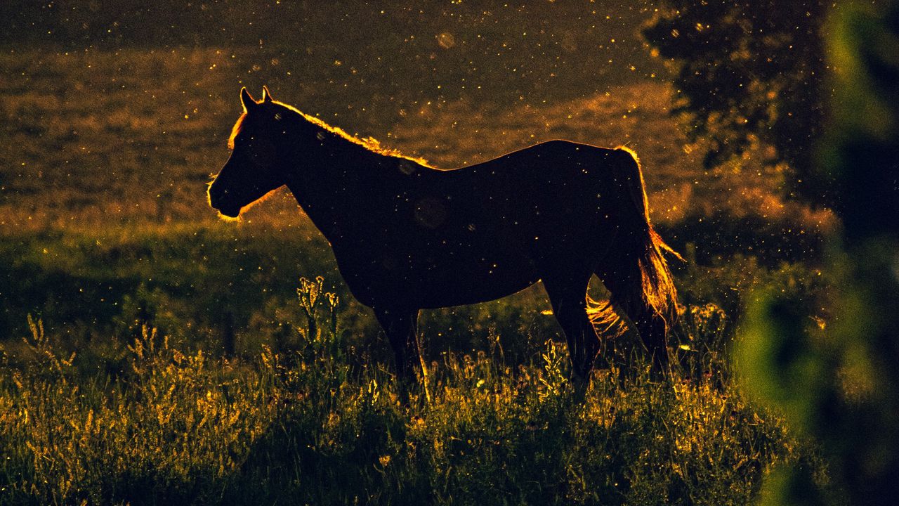 Wallpaper horse, sunset, silhouette, dark, meadow, nature
