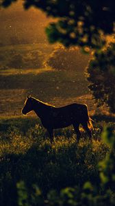 Preview wallpaper horse, sunset, silhouette, dark, meadow, nature