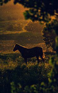 Preview wallpaper horse, sunset, silhouette, dark, meadow, nature