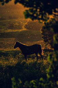 Preview wallpaper horse, sunset, silhouette, dark, meadow, nature