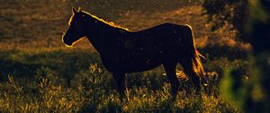 Preview wallpaper horse, sunset, silhouette, dark, meadow, nature