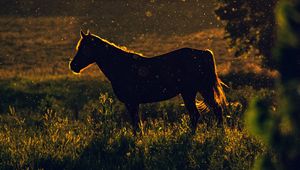 Preview wallpaper horse, sunset, silhouette, dark, meadow, nature