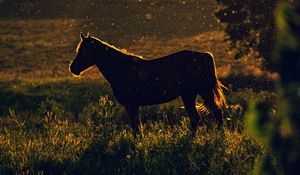 Preview wallpaper horse, sunset, silhouette, dark, meadow, nature