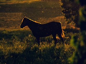 Preview wallpaper horse, sunset, silhouette, dark, meadow, nature