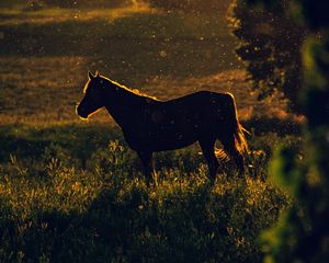 Preview wallpaper horse, sunset, silhouette, dark, meadow, nature