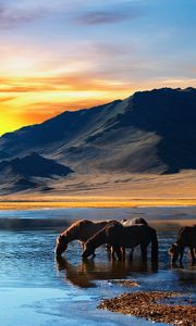 Preview wallpaper horse, tabun, mountains, sunset, beach, water, drink, thirst