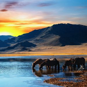 Preview wallpaper horse, tabun, mountains, sunset, beach, water, drink, thirst