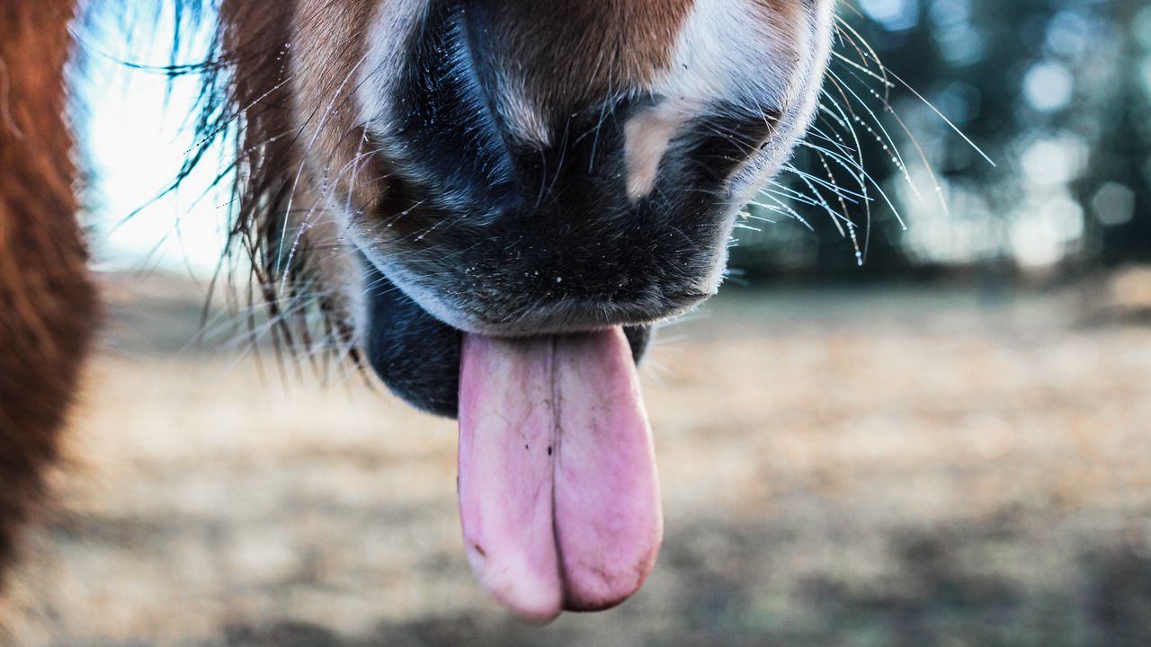 Wallpaper horse, tongue, nose