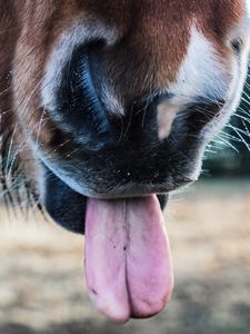 Preview wallpaper horse, tongue, nose