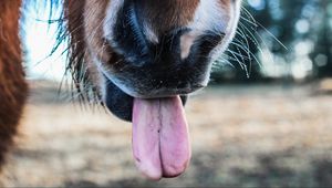 Preview wallpaper horse, tongue, nose