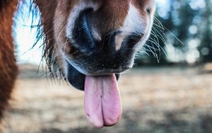 Preview wallpaper horse, tongue, nose