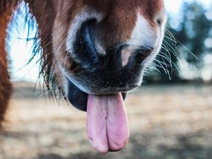 Preview wallpaper horse, tongue, nose