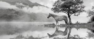 Preview wallpaper horse, tree, reflection, pond, bw
