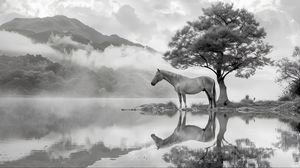 Preview wallpaper horse, tree, reflection, pond, bw