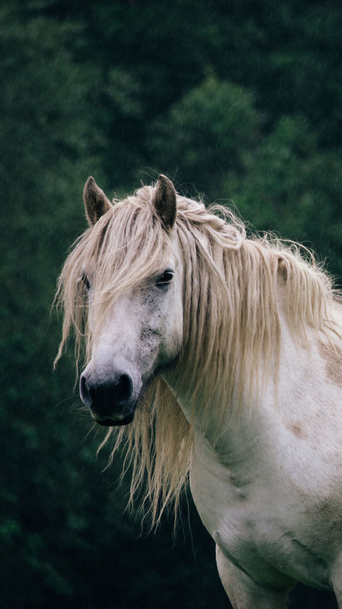 1440x2560 Wallpaper horse, trees, animal, white