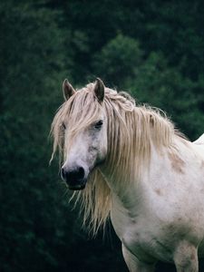 Preview wallpaper horse, trees, animal, white