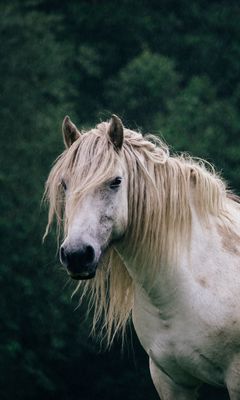 240x400 Wallpaper horse, trees, animal, white
