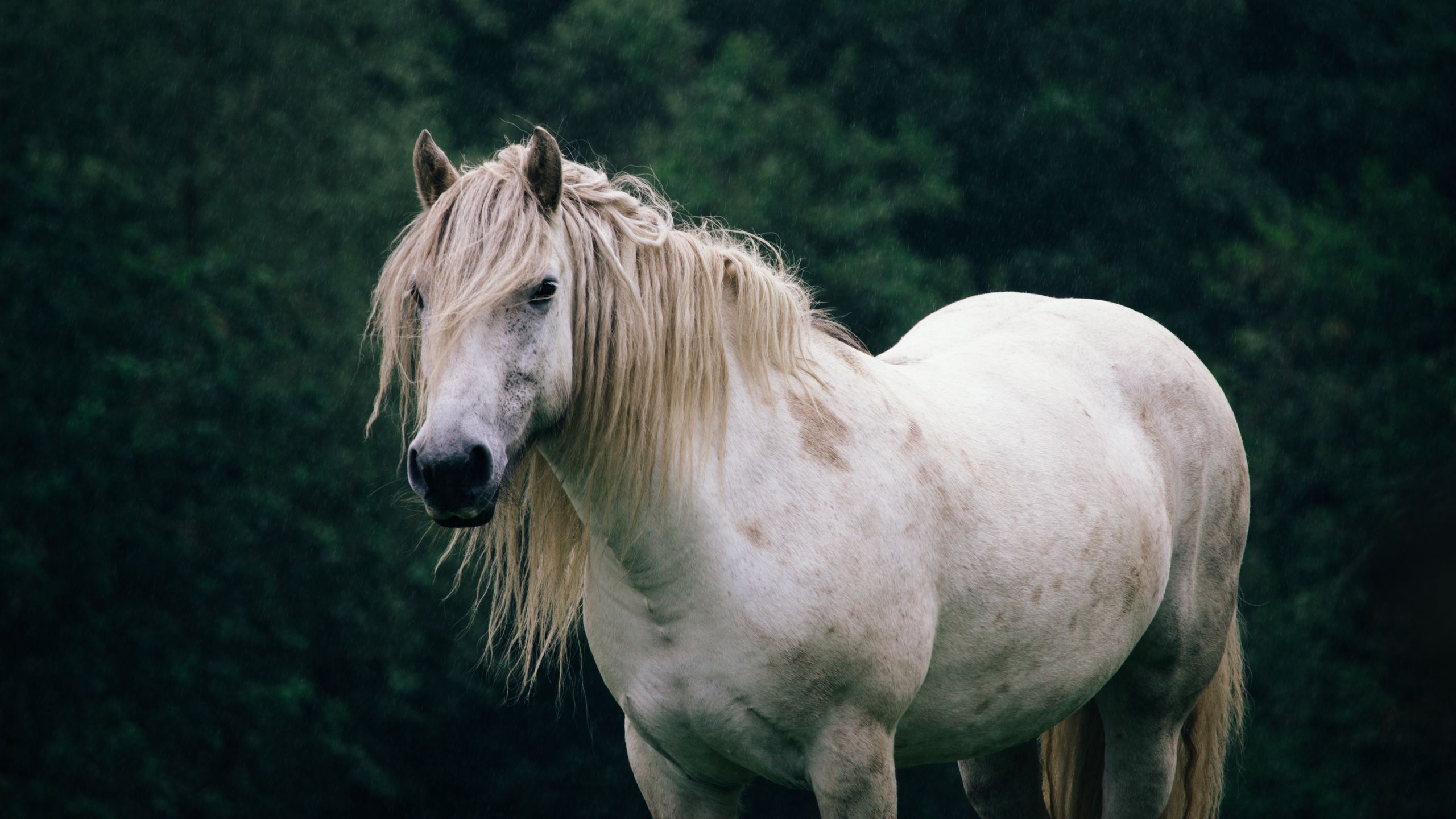 2560x1440 Wallpaper horse, trees, animal, white