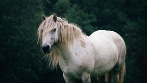 Preview wallpaper horse, trees, animal, white