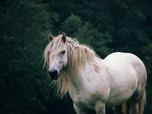 Preview wallpaper horse, trees, animal, white