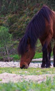 Preview wallpaper horse, trees, river, wildlife