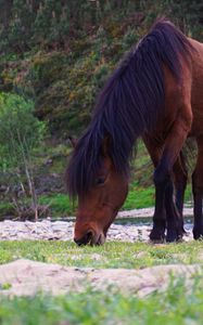Preview wallpaper horse, trees, river, wildlife