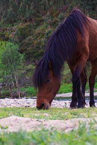 Preview wallpaper horse, trees, river, wildlife