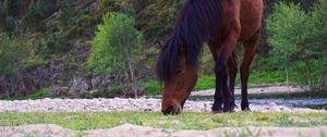 Preview wallpaper horse, trees, river, wildlife