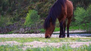 Preview wallpaper horse, trees, river, wildlife